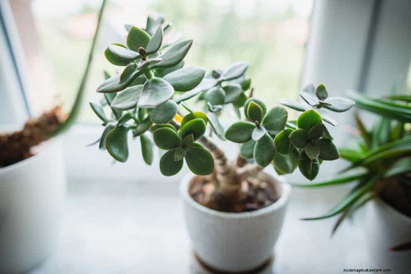 21 Sturdy Houseplants That Flourish in Dry Indoor Air—No Extra Care Needed