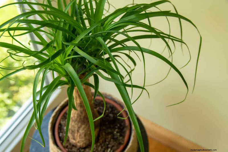21 Sturdy Houseplants That Flourish in Dry Indoor Air—No Extra Care Needed