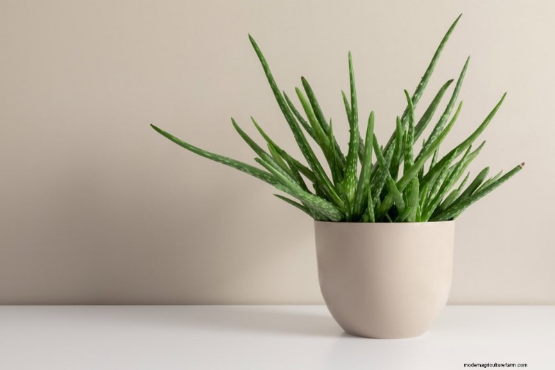 21 Sturdy Houseplants That Flourish in Dry Indoor Air—No Extra Care Needed