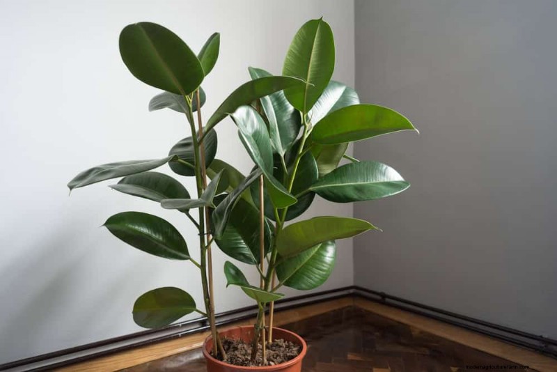 21 Sturdy Houseplants That Flourish in Dry Indoor Air—No Extra Care Needed