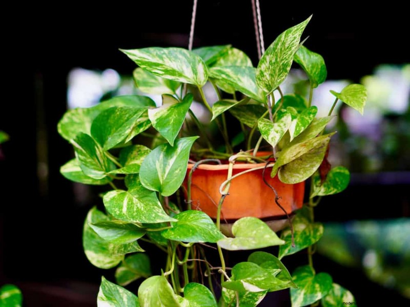 21 Sturdy Houseplants That Flourish in Dry Indoor Air—No Extra Care Needed