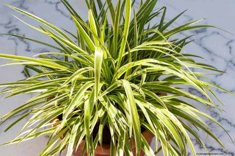 21 Sturdy Houseplants That Flourish in Dry Indoor Air—No Extra Care Needed
