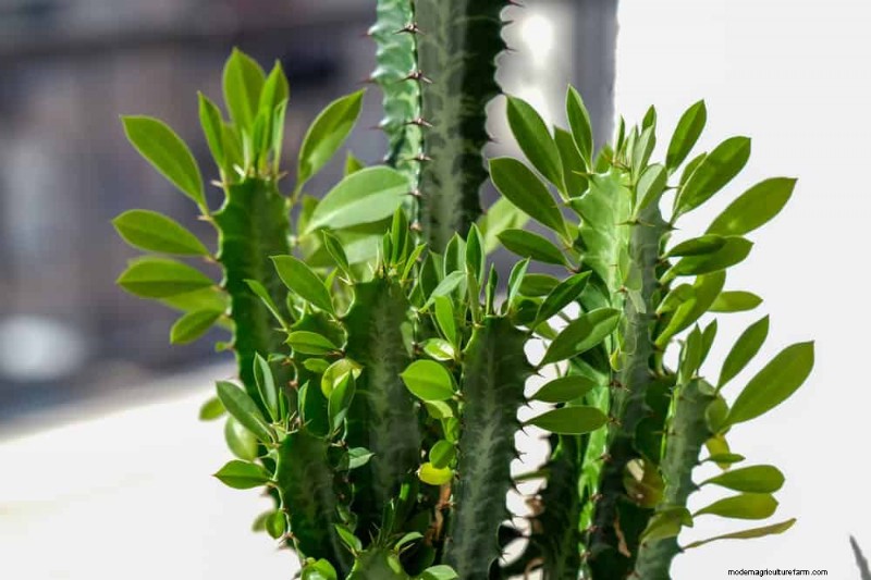 21 Sturdy Houseplants That Flourish in Dry Indoor Air—No Extra Care Needed