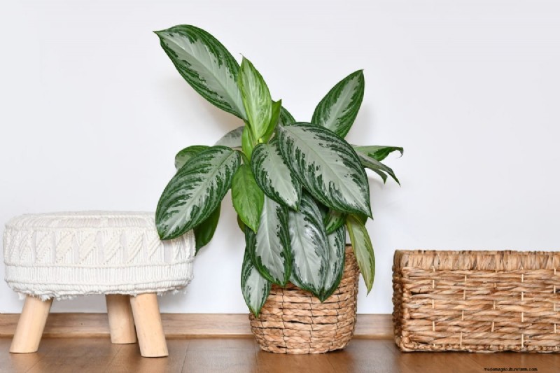 21 Sturdy Houseplants That Flourish in Dry Indoor Air—No Extra Care Needed