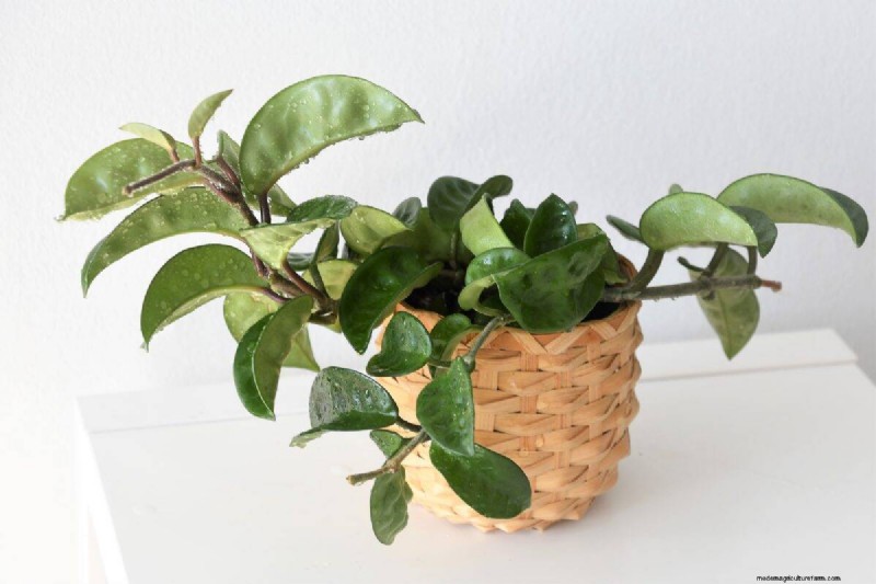 21 Sturdy Houseplants That Flourish in Dry Indoor Air—No Extra Care Needed
