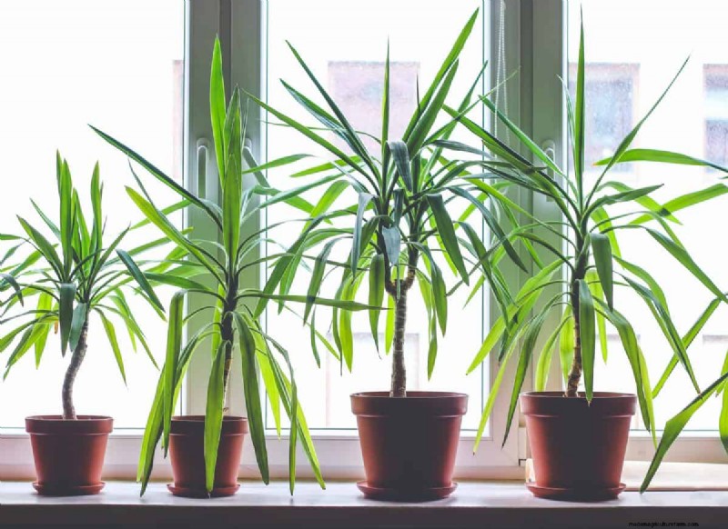 21 Sturdy Houseplants That Flourish in Dry Indoor Air—No Extra Care Needed