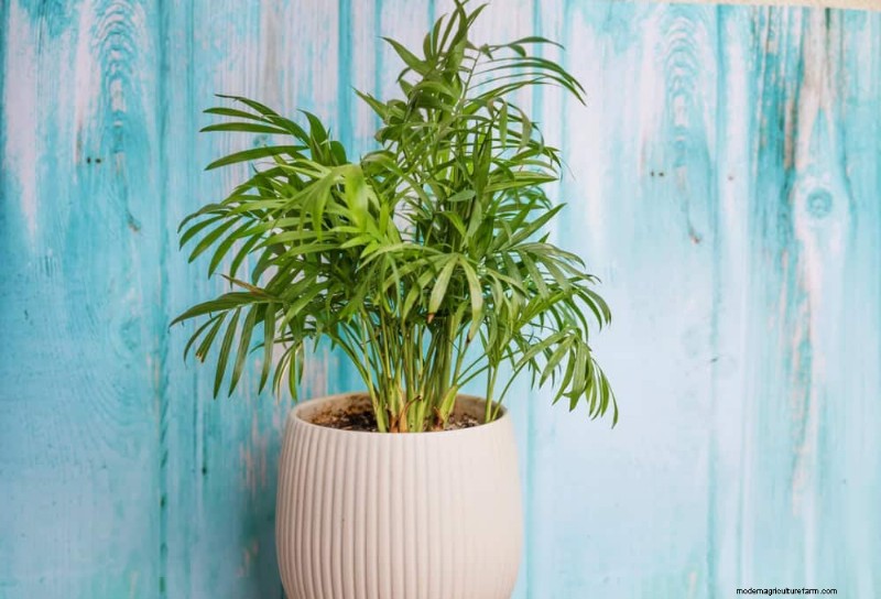 21 Sturdy Houseplants That Flourish in Dry Indoor Air—No Extra Care Needed