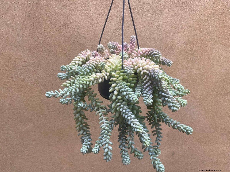 21 Sturdy Houseplants That Flourish in Dry Indoor Air—No Extra Care Needed
