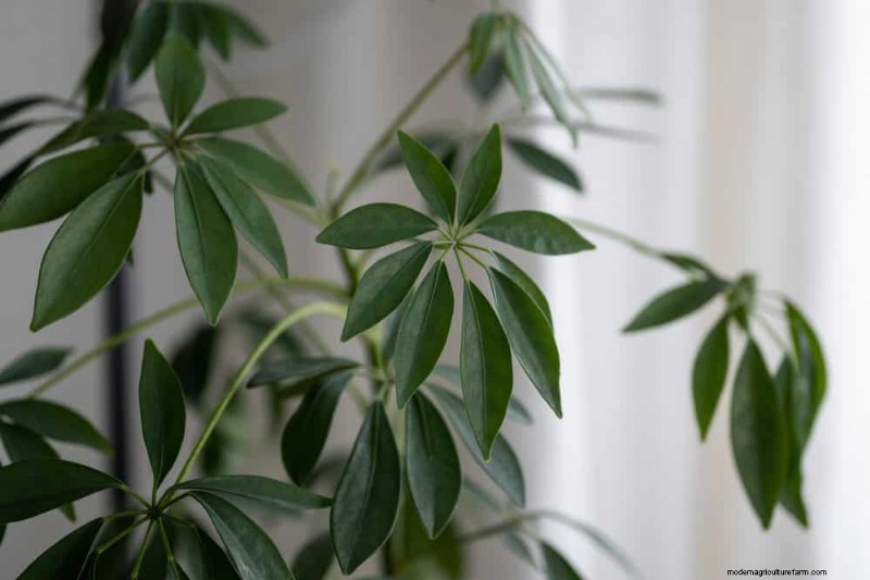 21 Sturdy Houseplants That Flourish in Dry Indoor Air—No Extra Care Needed