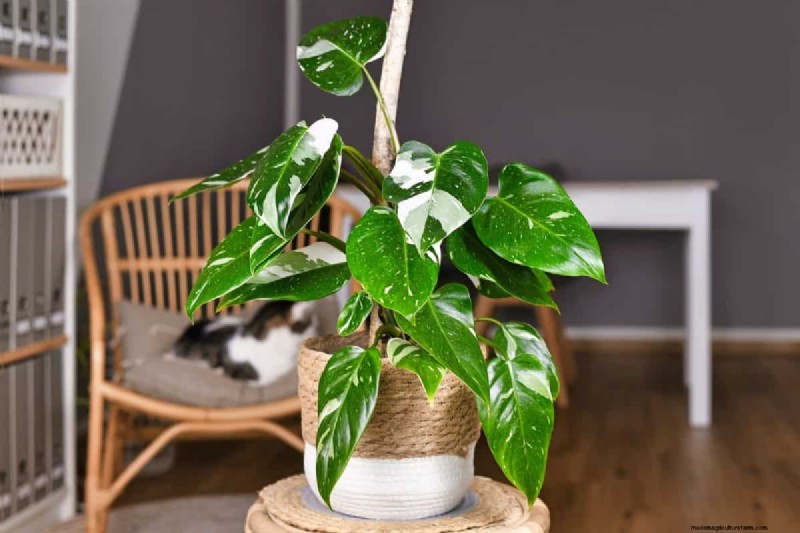 21 Sturdy Houseplants That Flourish in Dry Indoor Air—No Extra Care Needed