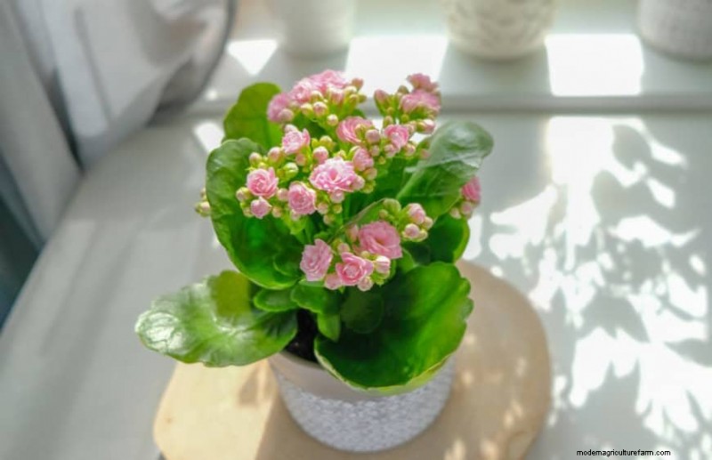 21 Sturdy Houseplants That Flourish in Dry Indoor Air—No Extra Care Needed