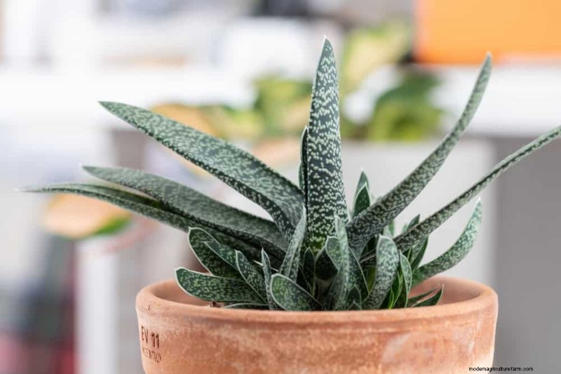 21 Sturdy Houseplants That Flourish in Dry Indoor Air—No Extra Care Needed
