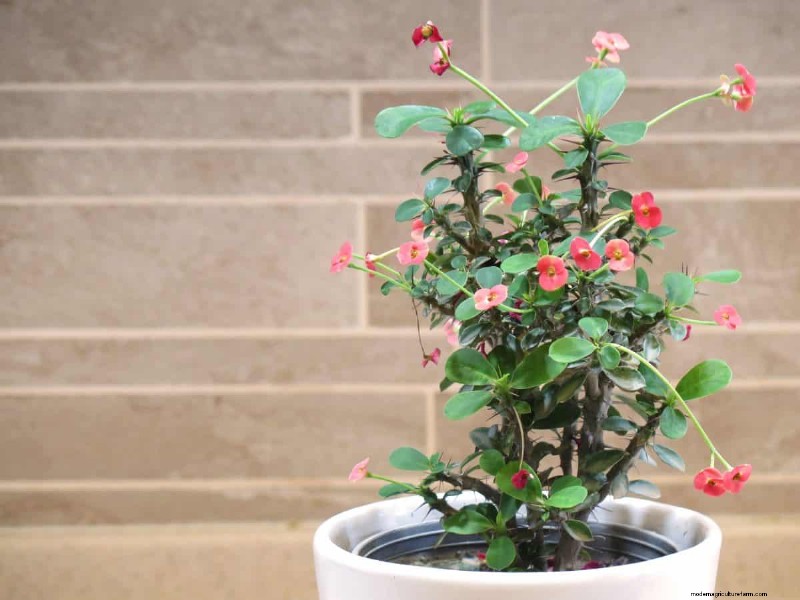 21 Sturdy Houseplants That Flourish in Dry Indoor Air—No Extra Care Needed