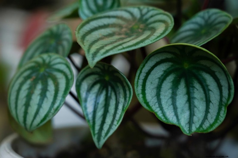21 Sturdy Houseplants That Flourish in Dry Indoor Air—No Extra Care Needed