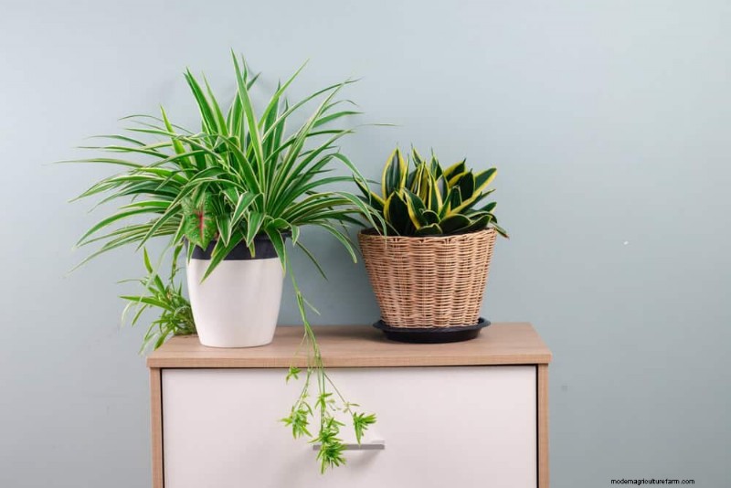 21 Sturdy Houseplants That Flourish in Dry Indoor Air—No Extra Care Needed