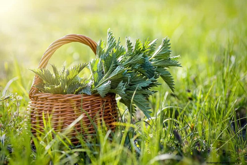 24 Garden Weeds You Can Safely Eat – Identification, Nutrition, and Cooking Tips