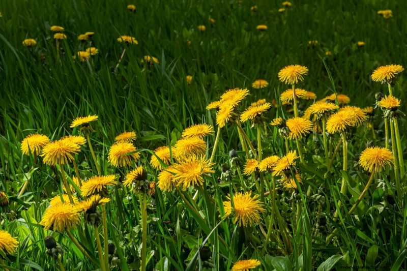 24 Garden Weeds You Can Safely Eat – Identification, Nutrition, and Cooking Tips