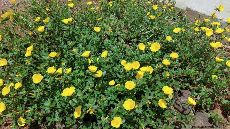 24 Garden Weeds You Can Safely Eat – Identification, Nutrition, and Cooking Tips