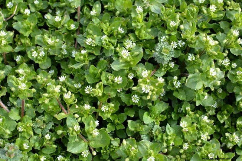 24 Garden Weeds You Can Safely Eat – Identification, Nutrition, and Cooking Tips