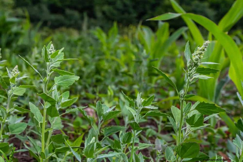 24 Garden Weeds You Can Safely Eat – Identification, Nutrition, and Cooking Tips