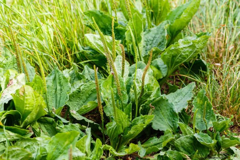 24 Garden Weeds You Can Safely Eat – Identification, Nutrition, and Cooking Tips