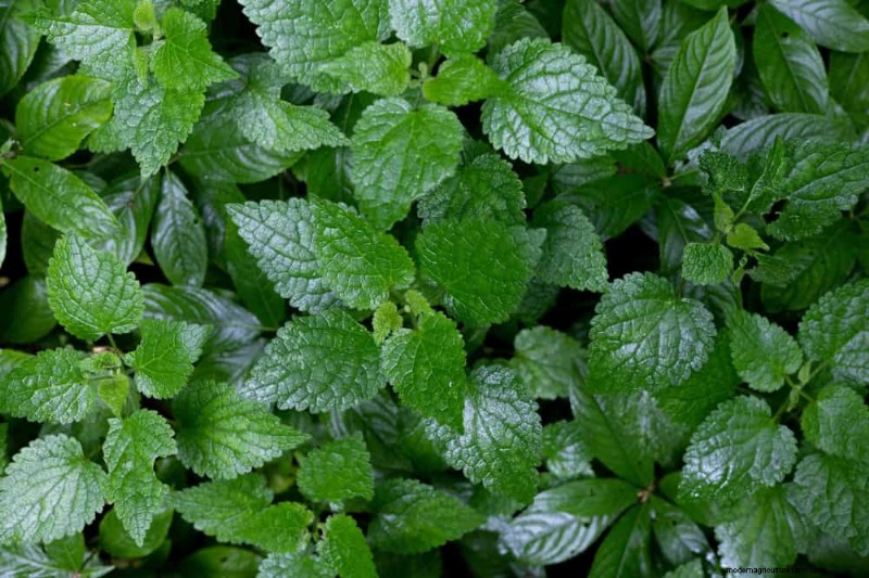 24 Garden Weeds You Can Safely Eat – Identification, Nutrition, and Cooking Tips