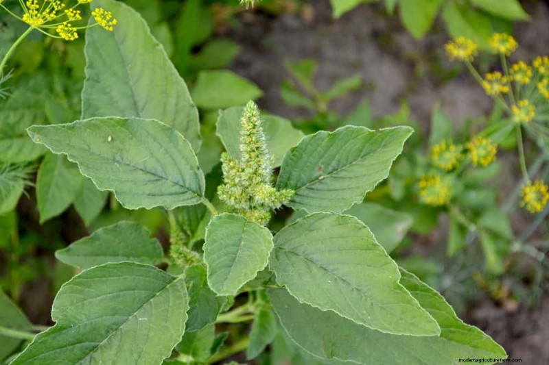 24 Garden Weeds You Can Safely Eat – Identification, Nutrition, and Cooking Tips