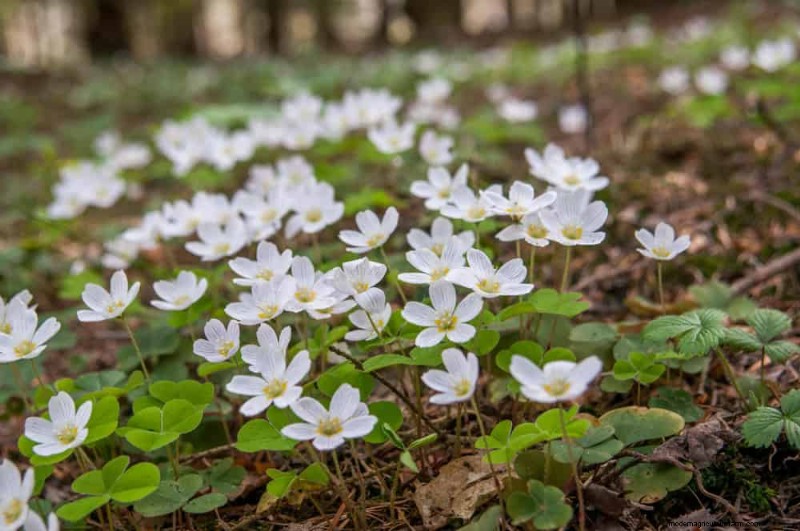 24 Garden Weeds You Can Safely Eat – Identification, Nutrition, and Cooking Tips