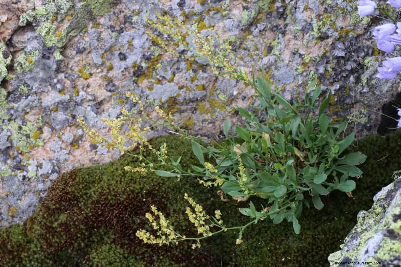 24 Garden Weeds You Can Safely Eat – Identification, Nutrition, and Cooking Tips
