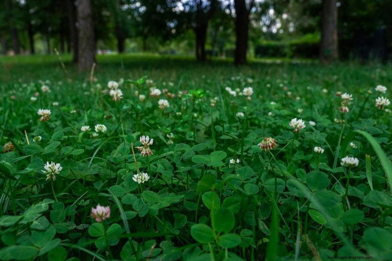 24 Garden Weeds You Can Safely Eat – Identification, Nutrition, and Cooking Tips