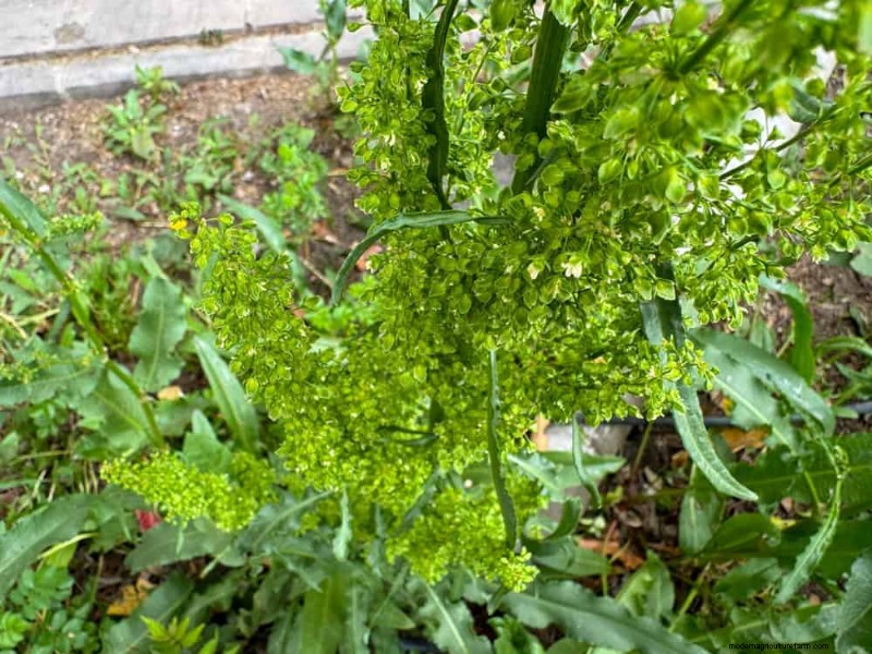 24 Garden Weeds You Can Safely Eat – Identification, Nutrition, and Cooking Tips