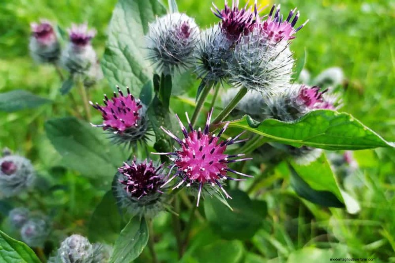 24 Garden Weeds You Can Safely Eat – Identification, Nutrition, and Cooking Tips
