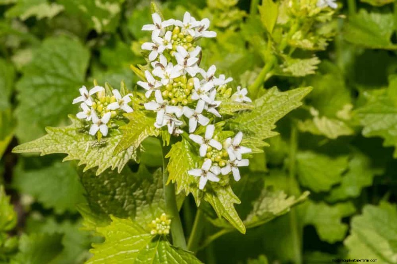 24 Garden Weeds You Can Safely Eat – Identification, Nutrition, and Cooking Tips