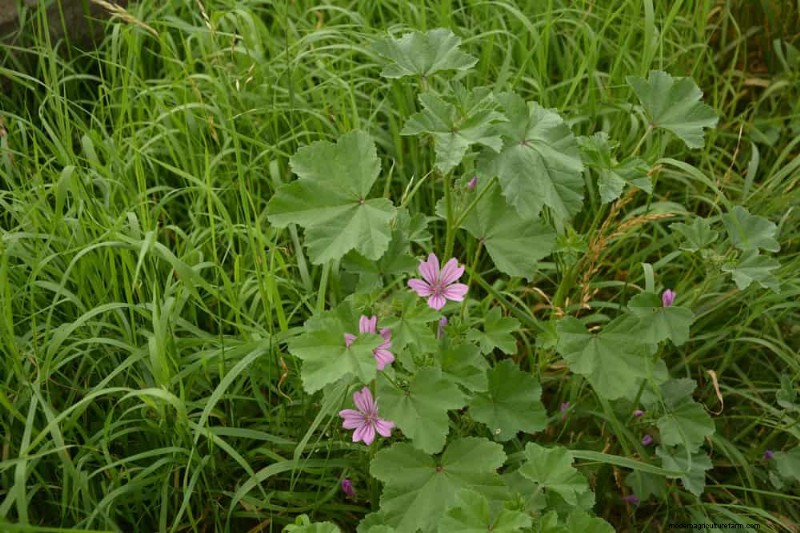 24 Garden Weeds You Can Safely Eat – Identification, Nutrition, and Cooking Tips