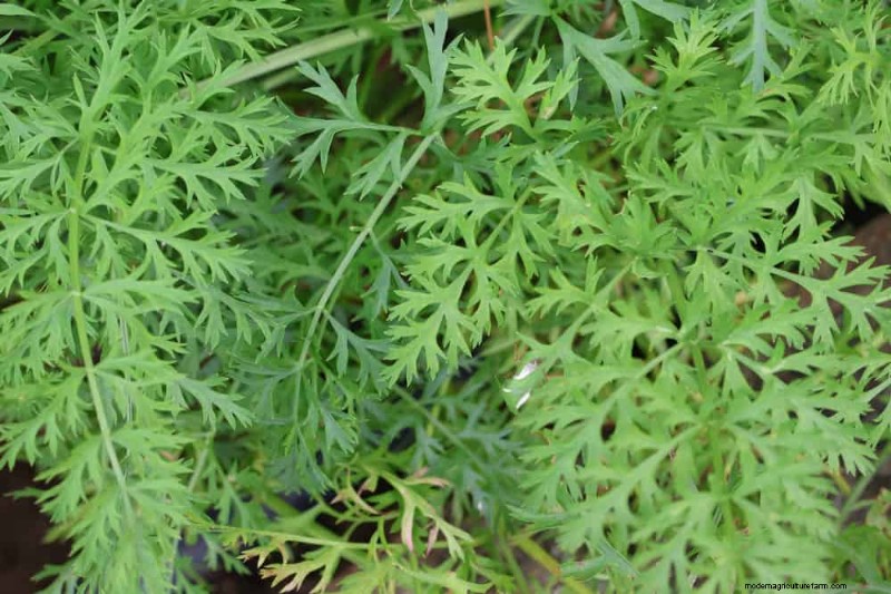 24 Garden Weeds You Can Safely Eat – Identification, Nutrition, and Cooking Tips