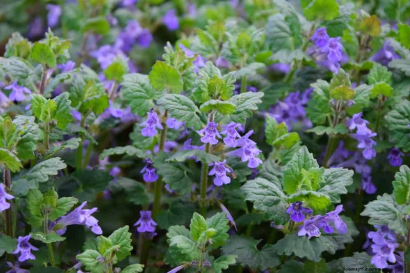 24 Garden Weeds You Can Safely Eat – Identification, Nutrition, and Cooking Tips