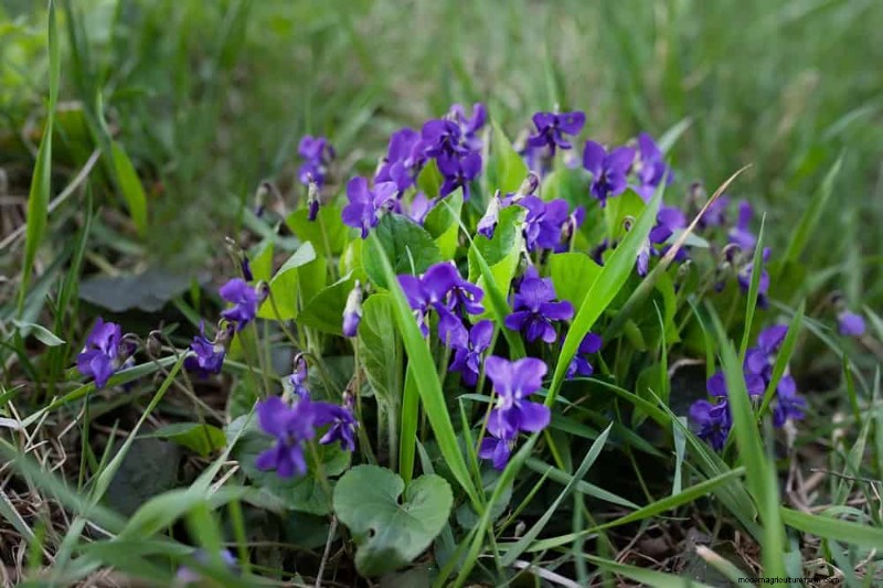 24 Garden Weeds You Can Safely Eat – Identification, Nutrition, and Cooking Tips