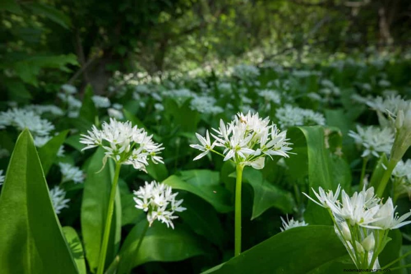 24 Garden Weeds You Can Safely Eat – Identification, Nutrition, and Cooking Tips