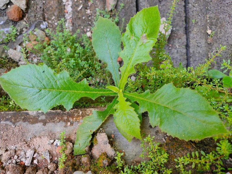 24 Garden Weeds You Can Safely Eat – Identification, Nutrition, and Cooking Tips