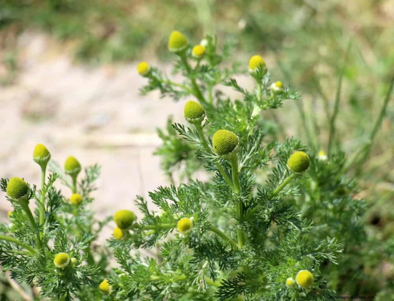 24 Garden Weeds You Can Safely Eat – Identification, Nutrition, and Cooking Tips