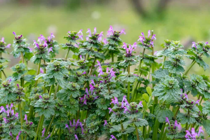 24 Garden Weeds You Can Safely Eat – Identification, Nutrition, and Cooking Tips