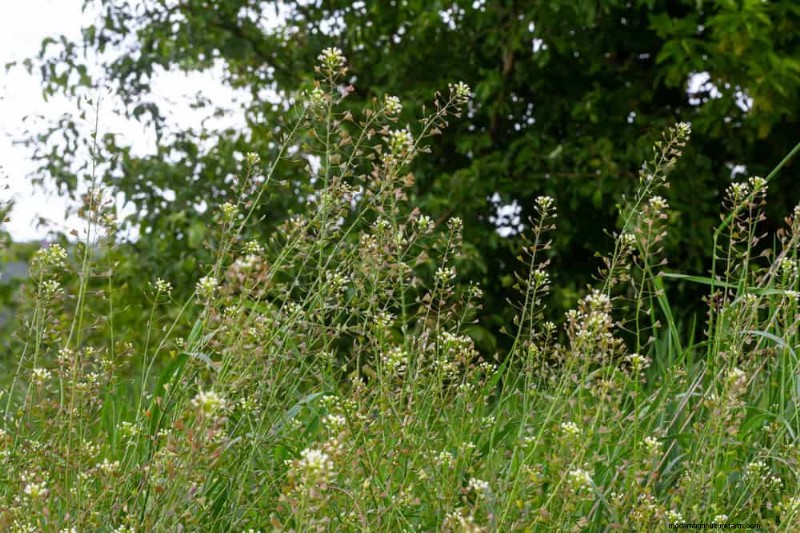 24 Garden Weeds You Can Safely Eat – Identification, Nutrition, and Cooking Tips