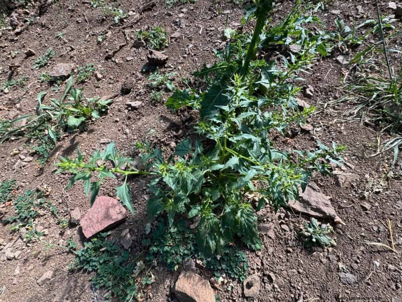 24 Garden Weeds You Can Safely Eat – Identification, Nutrition, and Cooking Tips