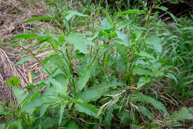 24 Garden Weeds You Can Safely Eat – Identification, Nutrition, and Cooking Tips