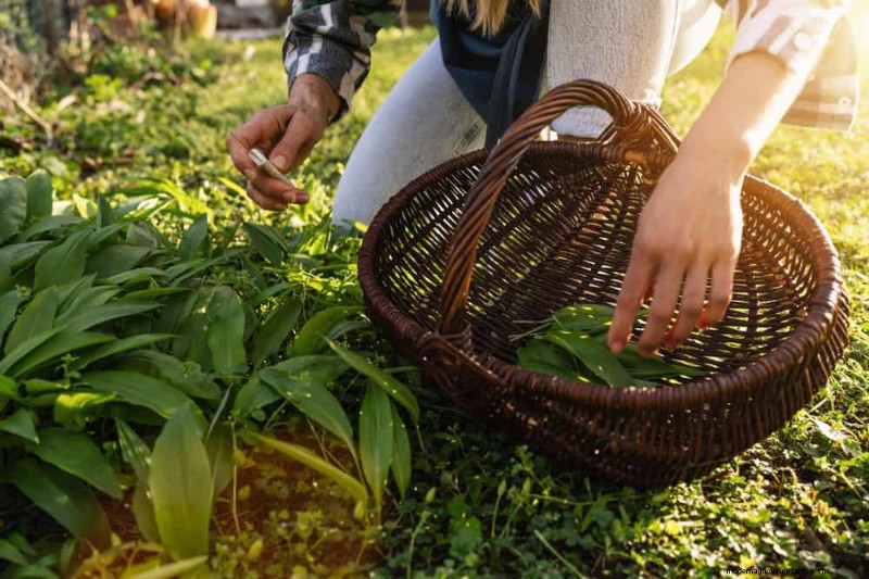 24 Garden Weeds You Can Safely Eat – Identification, Nutrition, and Cooking Tips