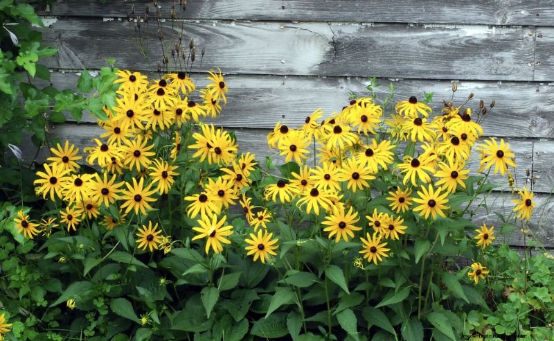 21 Expert‑Recommended Perennials for Year‑Round Garden Color