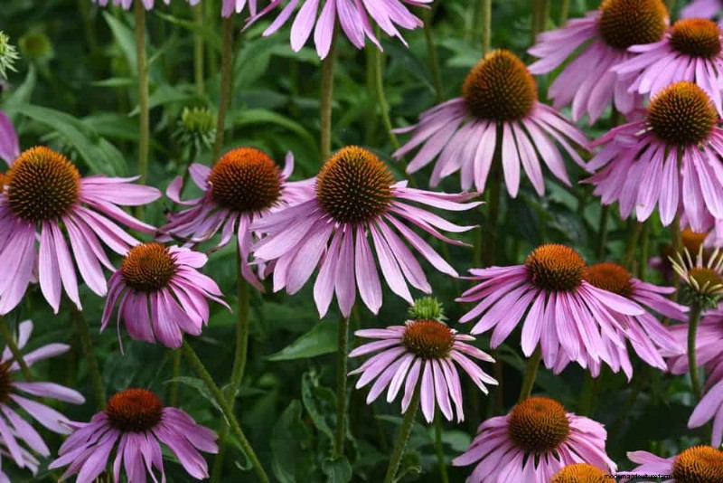 21 Expert‑Recommended Perennials for Year‑Round Garden Color