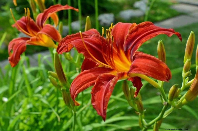 21 Expert‑Recommended Perennials for Year‑Round Garden Color