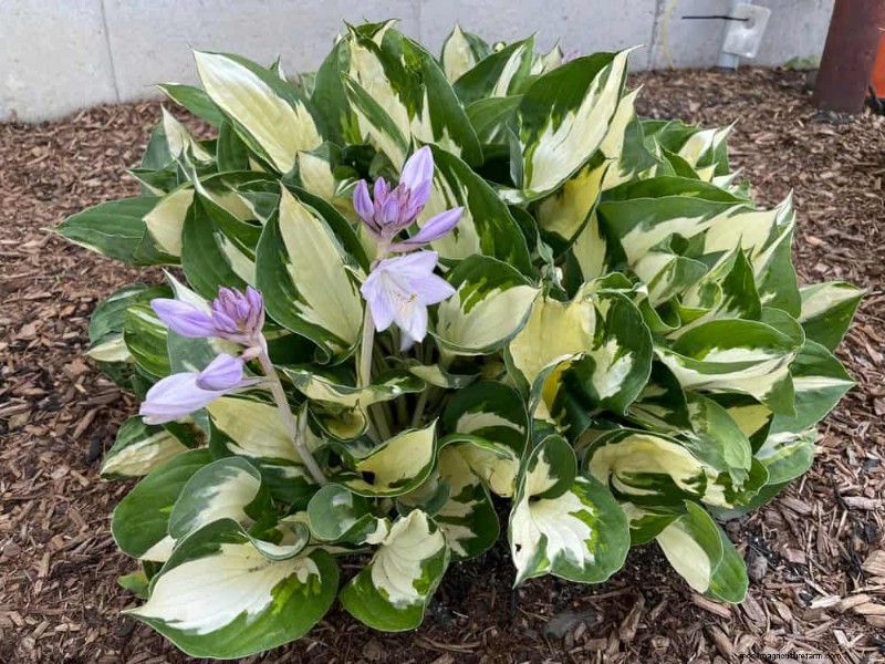 21 Expert‑Recommended Perennials for Year‑Round Garden Color