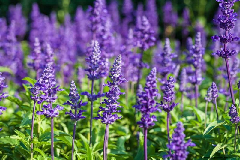 21 Expert‑Recommended Perennials for Year‑Round Garden Color